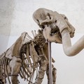 Kerangka Mammuthus Meridionalis jantan setinggi 4 meter yang langka (Mammoth selatan) dipajang di Kastil Spanyol abad ke-16 L'Aquila, Italia tengah, Minggu, 18 Desember 2022. (AP Photo/Domenico Stinellis)