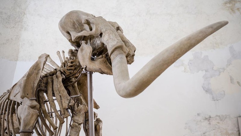Kerangka Mammuthus Meridionalis jantan setinggi 4 meter yang langka (Mammoth selatan) dipajang di Kastil Spanyol abad ke-16 L'Aquila, Italia tengah, Minggu, 18 Desember 2022. Fosil itu ditemukan pada tahun 1954 di dalam tambang dekat L' Aquila tempat hewan itu mungkin hidup sekitar 1,3 juta tahun yang lalu. Terdiri dari 149 tulang, ini adalah salah satu temuan paling lengkap dari jenisnya di Eropa. Mammoth seberat 11,5 ton itu berusia sekitar 55 tahun ketika dia meninggal. Taring kirinya mungkin patah dalam perkelahian. (AP Photo/Domenico Stinellis)