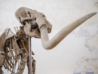Kerangka Mammuthus Meridionalis jantan setinggi 4 meter yang langka (Mammoth selatan) dipajang di Kastil Spanyol abad ke-16 L'Aquila, Italia tengah, Minggu, 18 Desember 2022. (AP Photo/Domenico Stinellis)