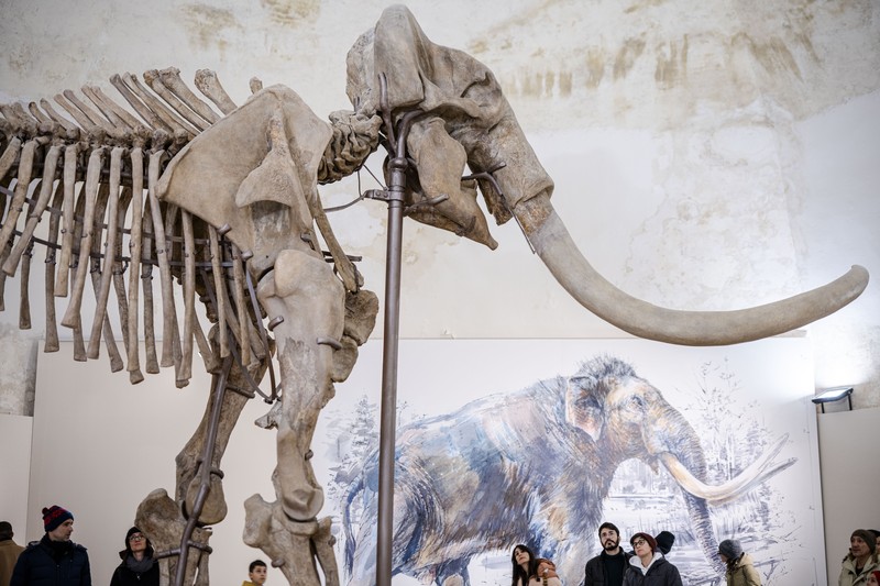 Kerangka Mammuthus Meridionalis jantan setinggi 4 meter yang langka (Mammoth selatan) dipajang di Kastil Spanyol abad ke-16 L'Aquila, Italia tengah, Minggu, 18 Desember 2022. Kerangka Mammuthus Meridionalis jantan setinggi 4 meter yang langka (Mammoth selatan) dipajang di Kastil Spanyol abad ke-16 L'Aquila, Italia tengah, Minggu, 18 Desember 2022. Fosil itu ditemukan pada tahun 1954 di dalam tambang dekat L' Aquila tempat hewan itu mungkin hidup sekitar 1,3 juta tahun yang lalu. Terdiri dari 149 tulang, ini adalah salah satu temuan paling lengkap dari jenisnya di Eropa. Mammoth seberat 11,5 ton itu berusia sekitar 55 tahun ketika dia meninggal. Taring kirinya mungkin patah dalam perkelahian. (AP Photo/Domenico Stinellis)
