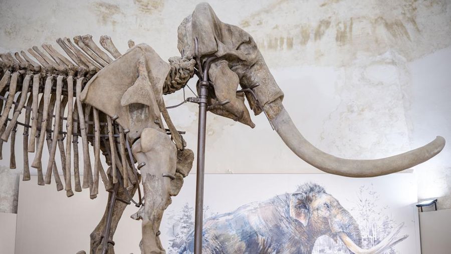 Kerangka Mammuthus Meridionalis jantan setinggi 4 meter yang langka (Mammoth selatan) dipajang di Kastil Spanyol abad ke-16 L'Aquila, Italia tengah, Minggu, 18 Desember 2022. Fosil itu ditemukan pada tahun 1954 di dalam tambang dekat L' Aquila tempat hewan itu mungkin hidup sekitar 1,3 juta tahun yang lalu. Terdiri dari 149 tulang, ini adalah salah satu temuan paling lengkap dari jenisnya di Eropa. Mammoth seberat 11,5 ton itu berusia sekitar 55 tahun ketika dia meninggal. Taring kirinya mungkin patah dalam perkelahian. (AP Photo/Domenico Stinellis)