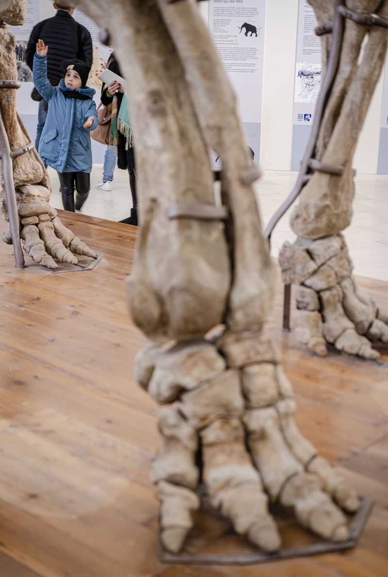 Kerangka Mammuthus Meridionalis jantan setinggi 4 meter yang langka (Mammoth selatan) dipajang di Kastil Spanyol abad ke-16 L'Aquila, Italia tengah, Minggu, 18 Desember 2022. Kerangka Mammuthus Meridionalis jantan setinggi 4 meter yang langka (Mammoth selatan) dipajang di Kastil Spanyol abad ke-16 L'Aquila, Italia tengah, Minggu, 18 Desember 2022. Fosil itu ditemukan pada tahun 1954 di dalam tambang dekat L' Aquila tempat hewan itu mungkin hidup sekitar 1,3 juta tahun yang lalu. Terdiri dari 149 tulang, ini adalah salah satu temuan paling lengkap dari jenisnya di Eropa. Mammoth seberat 11,5 ton itu berusia sekitar 55 tahun ketika dia meninggal. Taring kirinya mungkin patah dalam perkelahian. (AP Photo/Domenico Stinellis)