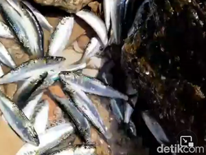 Berapa Lama Ikan Bisa Hidup di Luar Air?