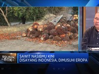 Jurus RI Perjuangkan Ekspor Sawit Hingga Cokelat ke Uni Eropa