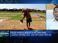 Buwas Jamin Impor Tak Ganggu Serapan Beras di Panen Raya 2023