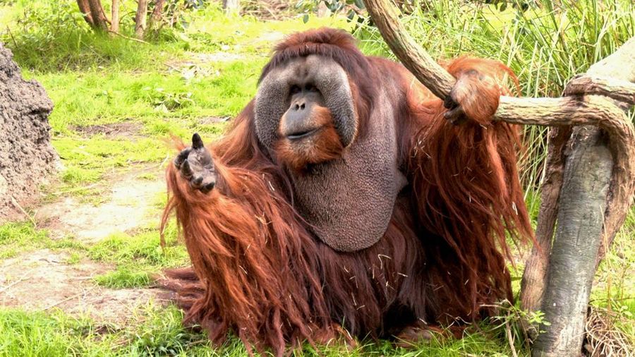 Rudi Valentino, orangutan jantan dan salah satu penghuni lama Kebun Binatang Houston, terlihat dalam salah satu penampilan publik terakhirnya sebelum ia meninggal pada 19 Desember dalam usia 45 tahun, di Houston, Texas, AS, 16 Desember 2022. (REUTERS/Evan Garcia/File Photo)