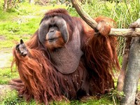 Rudi, Orang Utan Jantan Tertua di Amerika Utara Meninggal
