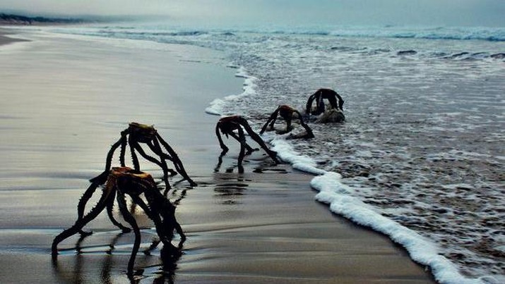 Tanaman laut mirip alien di pantai