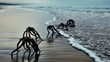 Ini Wujud Makhluk Mirip Alien yang Muncul dari Laut di Afsel
