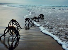 Makhluk Mirip Alien Muncul di Laut Afrika, Ini Penampakannya