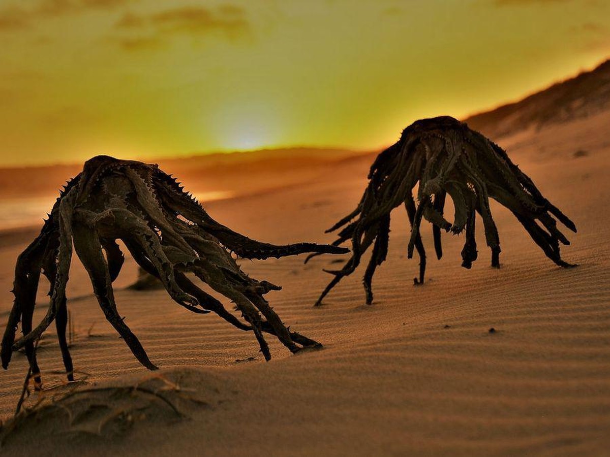 Foto Tanaman Lidah Buaya Viral, Netizen Panik Dikira Makhluk Misterius