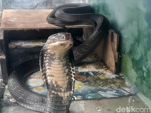 Ular Kobra Jawa vs Weling, Manakah yang Paling Berbahaya?