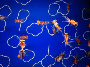 13 Jenis Ikan Koki Populer yang Jadi Peliharaan, Sudah Tahu?