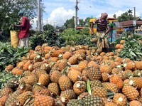 Siapa Negara Produsen Terbesar Nanas? Ini Daftarnya