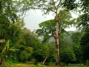 Taman Wisata Alam Tretes: Daya Tarik dan Biaya Masuk