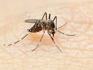 El Nino Picu Lonjakan Kasus DBD di Sukabumi