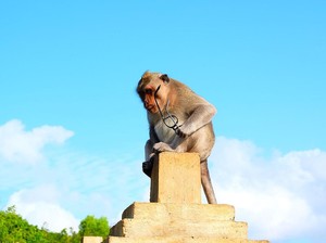 Peneliti: Monyet-monyet di Pura Uluwatu Tahu Barang yang Mahal