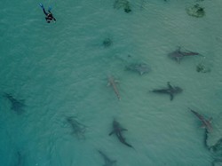 Nahas! Turis Tewas Diserang Hiu yang Sebelumnya Dianggap Tak Berbahaya