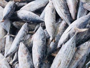 57 Unit Pengolahan Ikan RI Kantongi Izin Ekspor ke Turki dan China