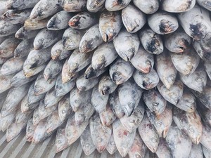 Top! RI Ekspor 483 Kg Ikan Kakap-Tenggiri ke Malaysia & Singapura
