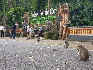 Antisipasi Cuaca Ekstrem, Pohon Besar di DTW Alas Kedaton Tabanan Dipangkas