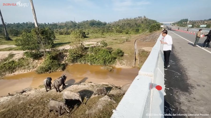 Presiden Joko Widodo (Jokowi) setelah meninjau perlintasan gajah di KM 12 ruas tol Pekanbaru-Dumai, pada Kamis, 5 Januari 2023.  (Foto: BPMI Setpres/Laily Rachev)