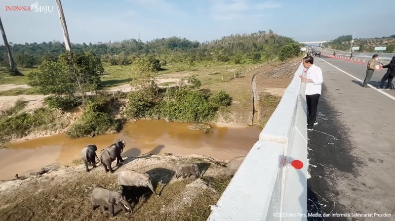 Presiden Joko Widodo (Jokowi) setelah meninjau perlintasan gajah di KM 12 ruas tol Pekanbaru-Dumai, pada Kamis, 5 Januari 2023.  (Foto: BPMI Setpres/Laily Rachev)