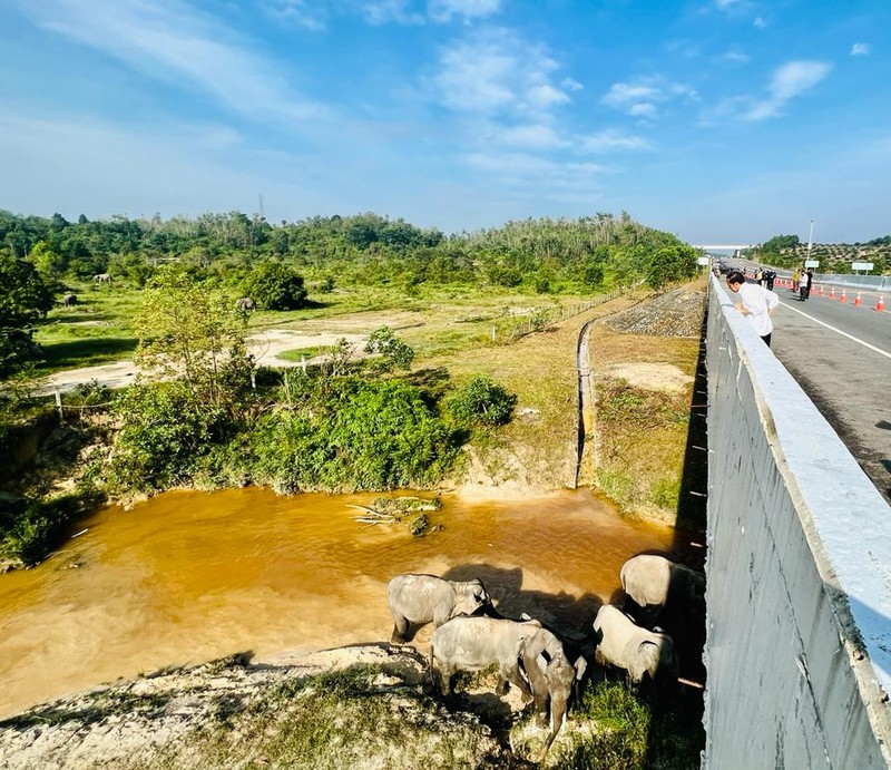 Presiden Joko Widodo (Jokowi) setelah meninjau perlintasan gajah di KM 12 ruas tol Pekanbaru-Dumai, pada Kamis, 5 Januari 2023.  (Foto: BPMI Setpres/Laily Rachev)
