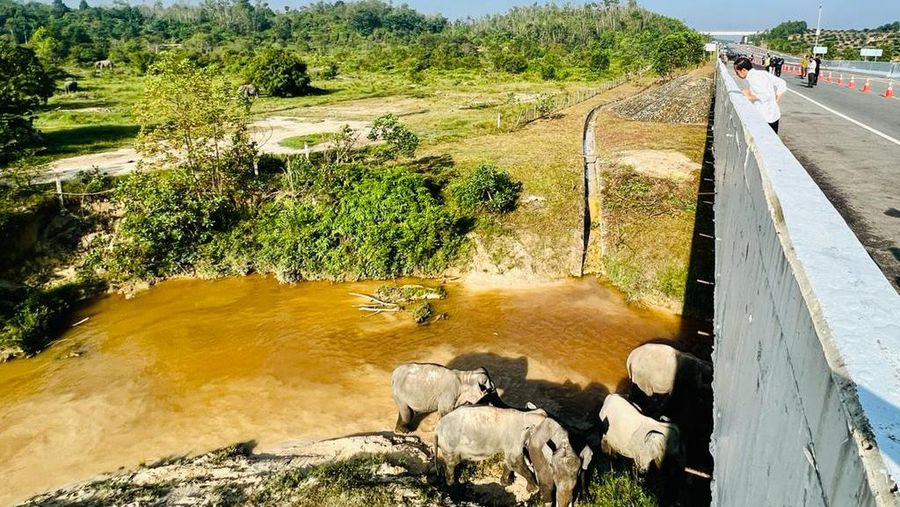 Presiden Joko Widodo (Jokowi) setelah meninjau perlintasan gajah di KM 12 ruas tol Pekanbaru-Dumai, pada Kamis, 5 Januari 2023.  (Foto: BPMI Setpres/Laily Rachev)