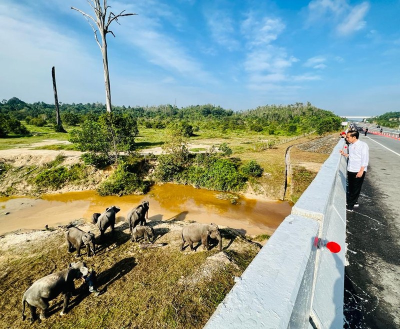 Presiden Joko Widodo (Jokowi) setelah meninjau perlintasan gajah di KM 12 ruas tol Pekanbaru-Dumai, pada Kamis, 5 Januari 2023.  (Foto: BPMI Setpres/Laily Rachev)