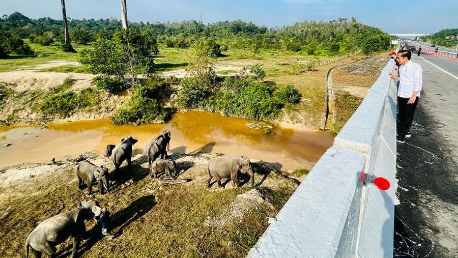 Presiden Joko Widodo (Jokowi) setelah meninjau perlintasan gajah di KM 12 ruas tol Pekanbaru-Dumai, pada Kamis, 5 Januari 2023.  (Foto: BPMI Setpres/Laily Rachev)