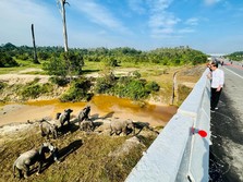 Begini Penampakan 'Tol Gajah' yang Bikin Jokowi Mampir