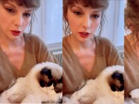Kucing Taylor Swift Punya Kekayaan Rp1,5 Triliun, Kok Bisa?