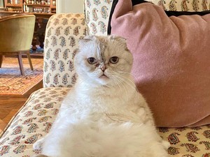 Tajir Melintir! Kucing Taylor Swift Punya Harta Rp 1,5 Triliun