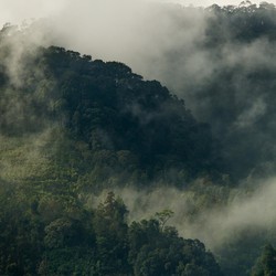 Kisah Peneliti Asing Berjumpa Makhluk Mirip Manusia di Hutan Sumatra
