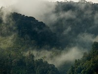 Kisah Peneliti Asing Berjumpa Makhluk Mirip Manusia di Hutan Sumatra