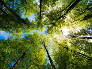 Sepanjang 2025 Ribuan Pohon Ditanam untuk Penghijauan RTH