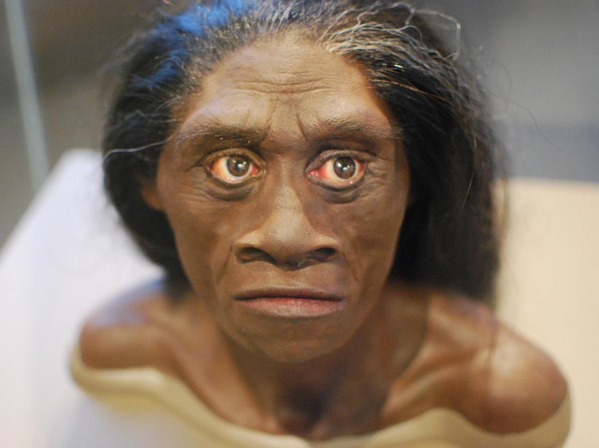Penemuan Fosil Homo Erectus di Selat Madura Beri Wawasan Baru Evolusi Manusia