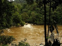 Misteri Makhluk Pemakan Daging Terpotret di Hutan Kalimantan