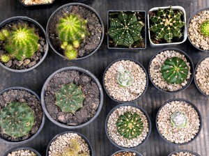 7 Tanaman Pembawa Sial Menurut Feng Shui