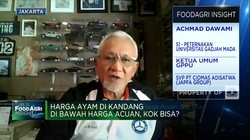 Video: Harga Ayam di Kandang Di Bawah Harga Acuan, Kok Bisa?