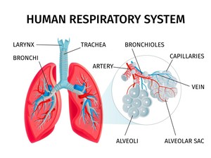 Memahami Organ hingga Mekanisme Sistem Pernapasan Manusia, Ayo Cari Tahu!