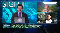 Tantangan RI Cegah Flu Burung Yang Menggila di Banyak Negara