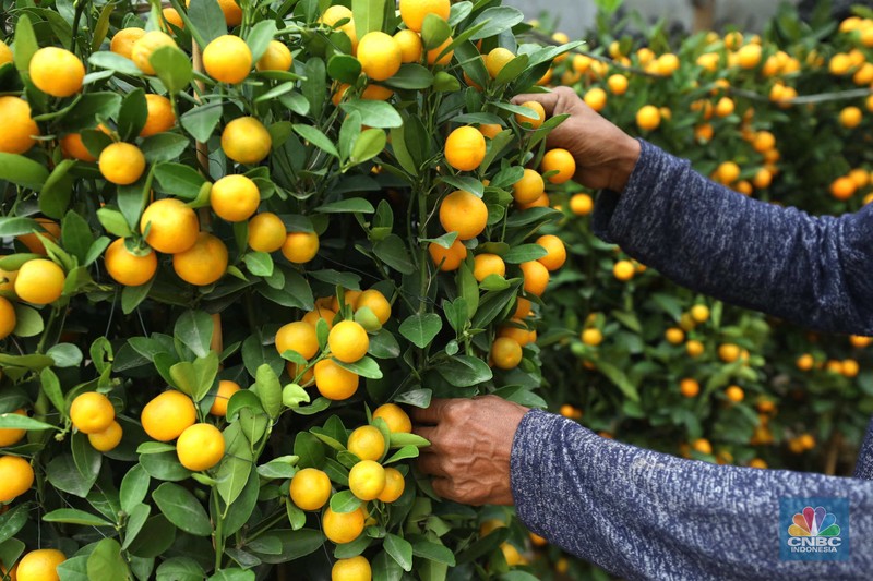 Pekerja merapikan pohon jeruk Imlek (Kim Kit) yang dijual di Kavling DKI kawasan Meruya, Jakarta, Senin (16/1/2023). (CNBC Indonesia/Tri Susilo)
