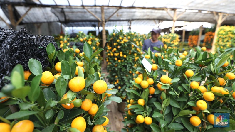 Pekerja merapikan pohon jeruk Imlek (Kim Kit) yang dijual di Kavling DKI kawasan Meruya, Jakarta, Senin (16/1/2023). (CNBC Indonesia/Tri Susilo)