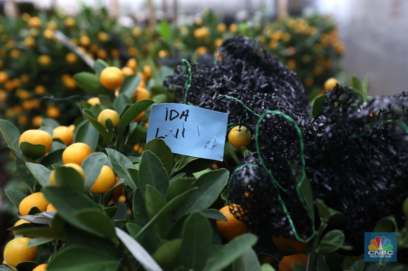 Pekerja merapikan pohon jeruk Imlek (Kim Kit) yang dijual di Kavling DKI kawasan Meruya, Jakarta, Senin (16/1/2023). Pekerja merapikan pohon jeruk Imlek (Kim Kit) yang dijual di Kavling DKI kawasan Meruya, Jakarta, Senin (16/1/2023). (CNBC Indonesia/Tri Susilo)