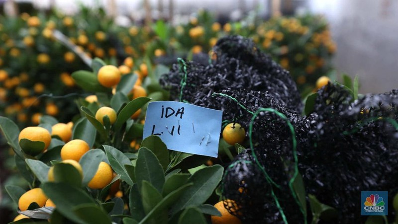 Pekerja merapikan pohon jeruk Imlek (Kim Kit) yang dijual di Kavling DKI kawasan Meruya, Jakarta, Senin (16/1/2023). (CNBC Indonesia/Tri Susilo)