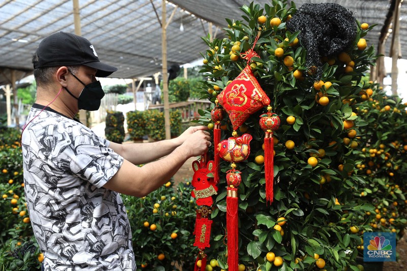 Pekerja merapikan pohon jeruk Imlek (Kim Kit) yang dijual di Kavling DKI kawasan Meruya, Jakarta, Senin (16/1/2023). (CNBC Indonesia/Tri Susilo)