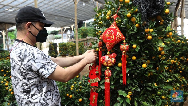 Pekerja merapikan pohon jeruk Imlek (Kim Kit) yang dijual di Kavling DKI kawasan Meruya, Jakarta, Senin (16/1/2023). (CNBC Indonesia/Tri Susilo)