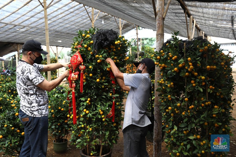 Pekerja merapikan pohon jeruk Imlek (Kim Kit) yang dijual di Kavling DKI kawasan Meruya, Jakarta, Senin (16/1/2023). Pekerja merapikan pohon jeruk Imlek (Kim Kit) yang dijual di Kavling DKI kawasan Meruya, Jakarta, Senin (16/1/2023). (CNBC Indonesia/Tri Susilo)